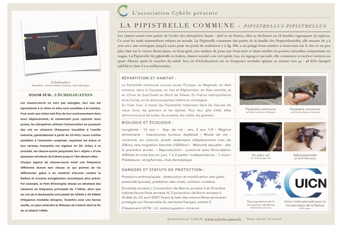 Fiche espèce de Pipistrelle commune